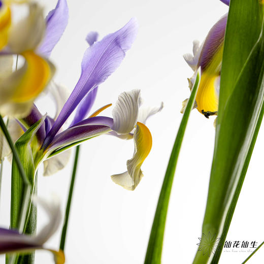 配花 | 鸢尾西贡小姐 商品图6