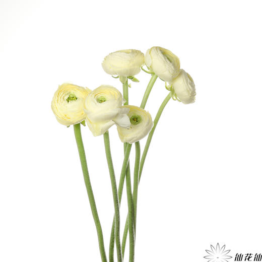 成功洋牡丹 | 奶油黄 商品图3