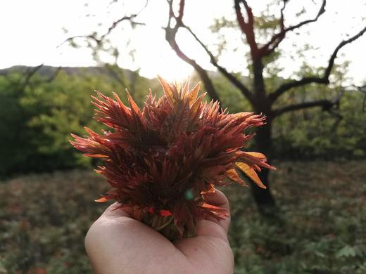 红油香椿丨250g（蒲韩） 商品图2