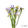 配花 | 鸢尾西贡小姐 商品缩略图4
