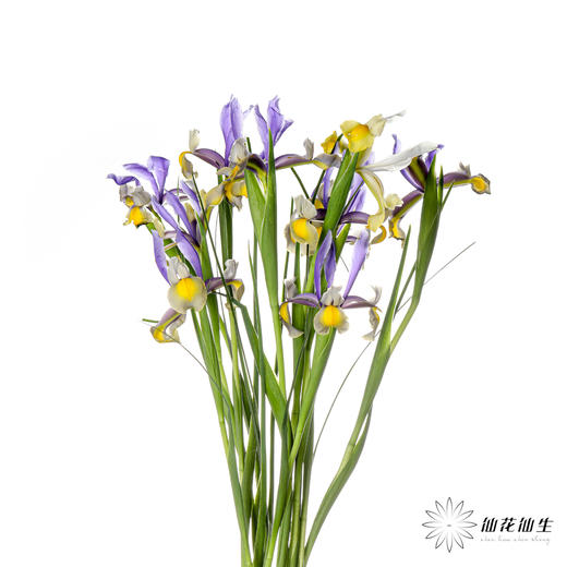 配花 | 鸢尾西贡小姐 商品图4