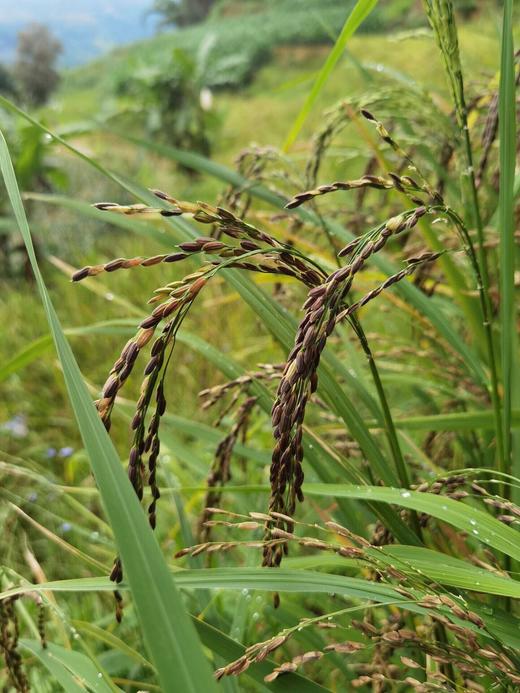 【云南三色糙米】 选用云南三大名米，地理标志产品墨江紫米，墨江红糯米，遮放贡米！三种都是千年古稻种，糙米不糙！口感软糯香甜，天然米香 商品图7