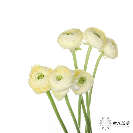 成功洋牡丹 | 奶油黄 商品图1