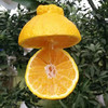 四川柠檬不知火小丑柑 清甜爽口 汁多味美 商品缩略图2