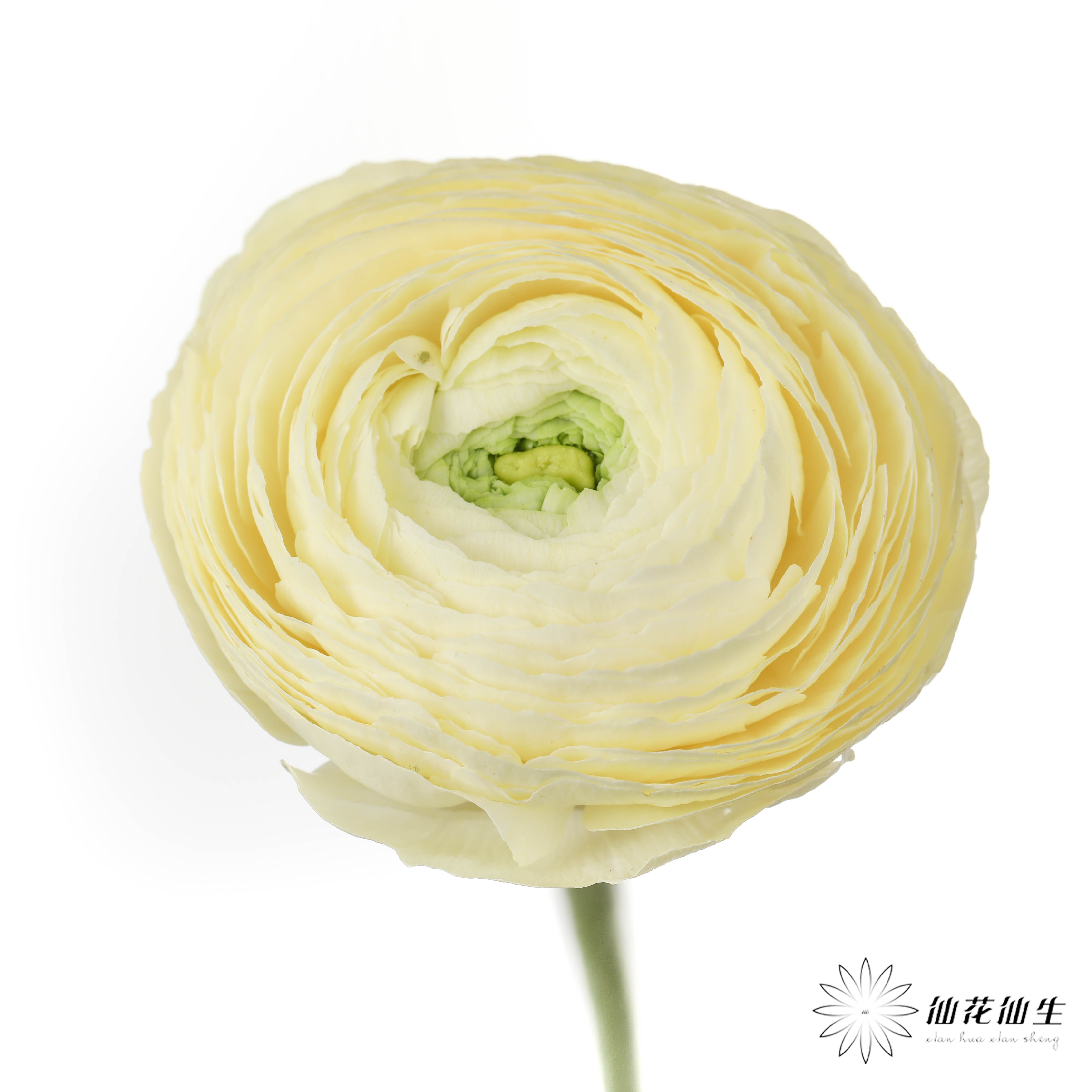 成功洋牡丹 | 奶油黄