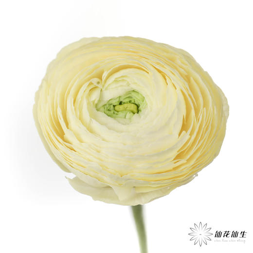 成功洋牡丹 | 奶油黄 商品图0