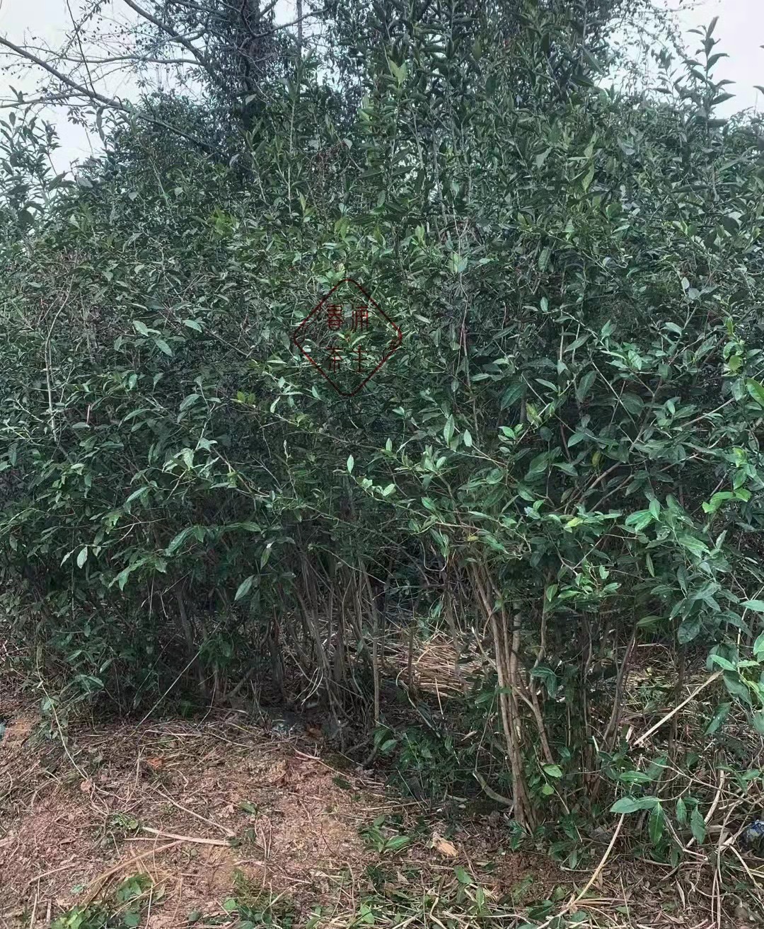 2022年福鼎白茶「芳野」系列 磻溪 荒野白茶  白毫银针 白牡丹 寿眉