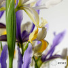 配花 | 鸢尾西贡小姐 商品缩略图5