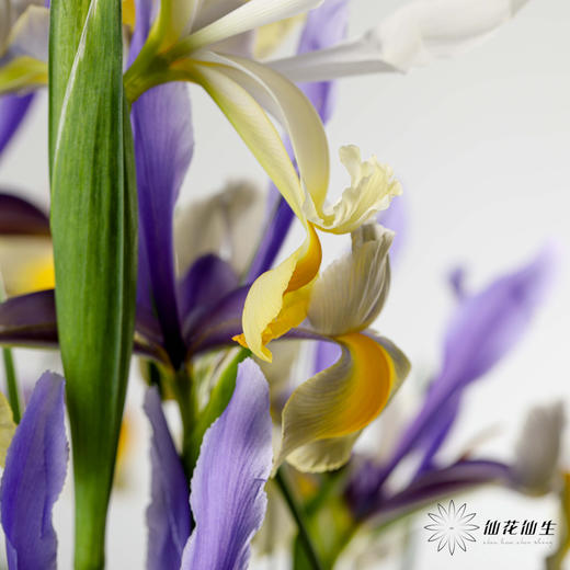 配花 | 鸢尾西贡小姐 商品图5