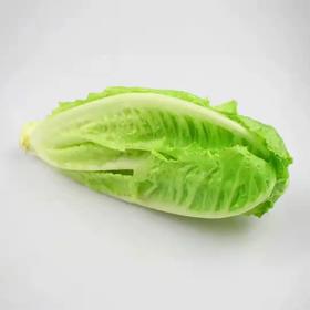 罗马生菜