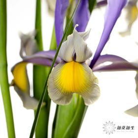 配花 | 鸢尾西贡小姐