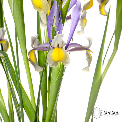 配花 | 鸢尾西贡小姐 商品图3