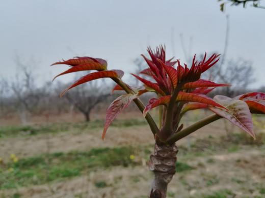 红油香椿丨250g（蒲韩） 商品图3