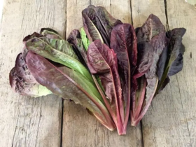 紫色罗曼生菜