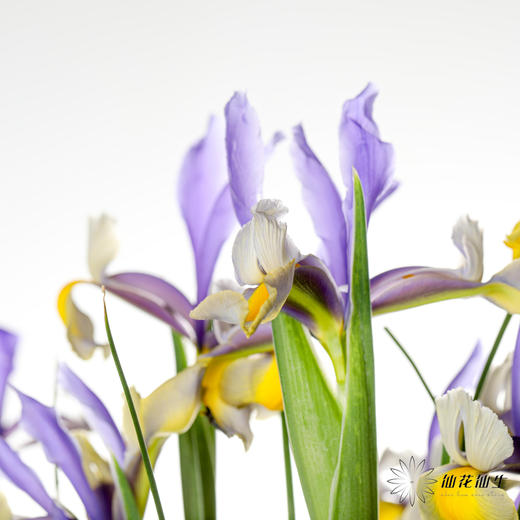配花 | 鸢尾西贡小姐 商品图1