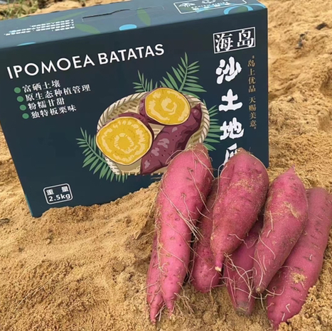 海南桥头—爱马仕板栗高糖地瓜