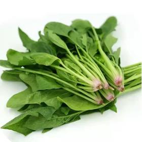 菠菜