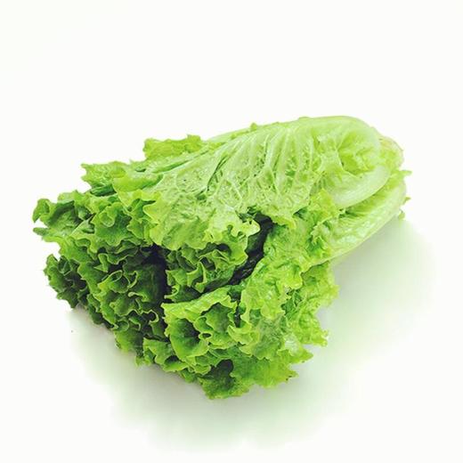 绿罗莎 商品图0