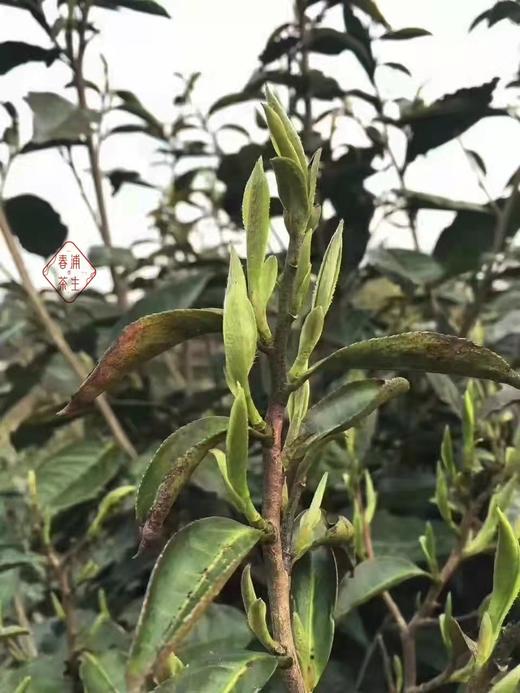 2022年福鼎白茶「芳野」系列 磻溪 荒野白茶  白毫银针 白牡丹 寿眉 商品图1