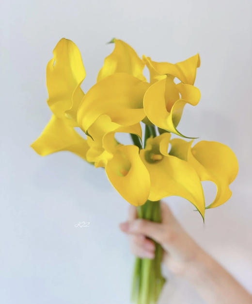 【马蹄莲】国产 （金牌）黄色 5枝/扎 商品图0