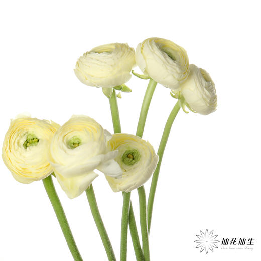 成功洋牡丹 | 奶油黄 商品图2