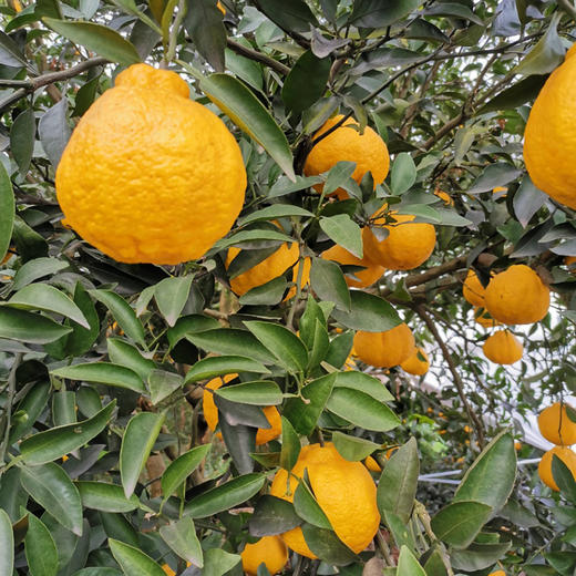 四川柠檬不知火小丑柑 清甜爽口 汁多味美 商品图1