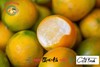 【BF】特级大金柑 500g 商品缩略图0