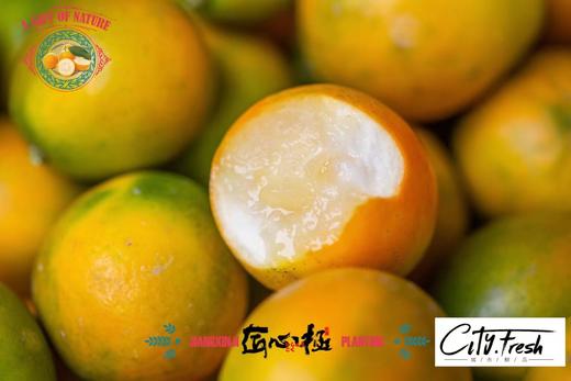 【BF】特级大金柑 500g 商品图0