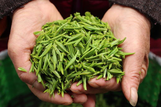 【2026东山碧螺春】中国十大名茶 洞庭碧螺春 绒毛遍布，口感清甜，花果香 产自苏州太湖东山 商品图6