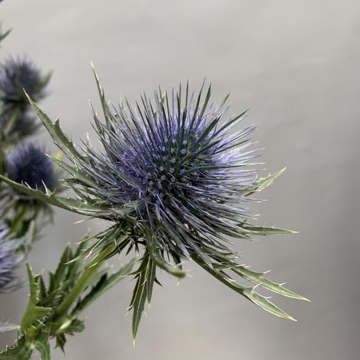 进口刺芹·磁铁 商品图1