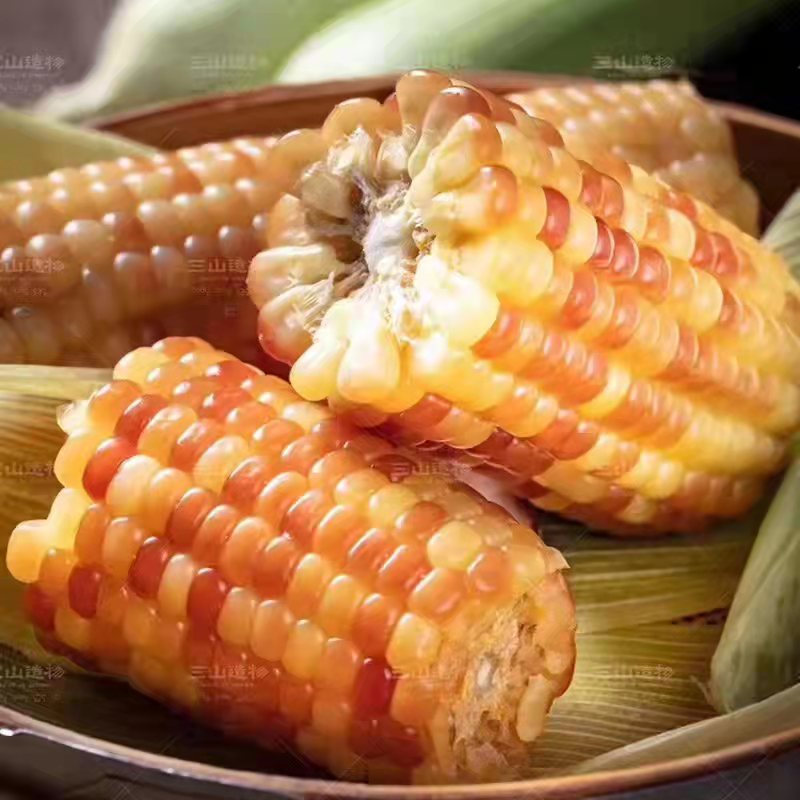 西双版纳糯玉米