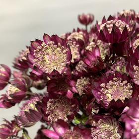 进口星芹（红色）