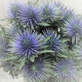 进口刺芹·磁铁