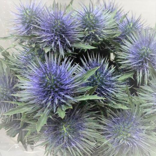 进口刺芹·磁铁 商品图0