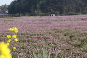  踏青招募：想和你一起做个紫色的梦 
