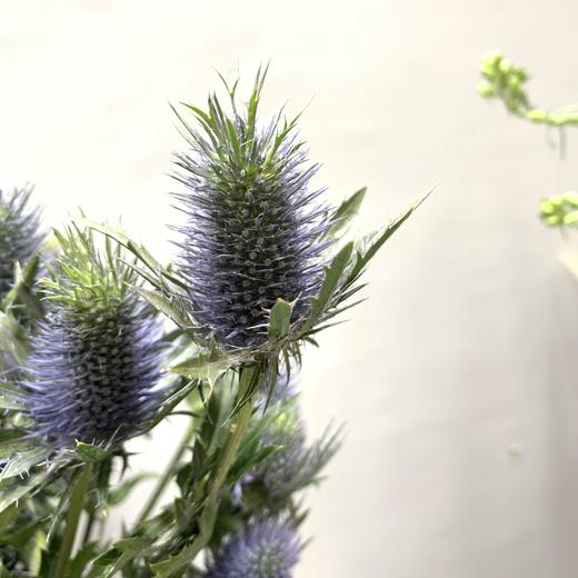 进口刺芹（超星） 商品图1