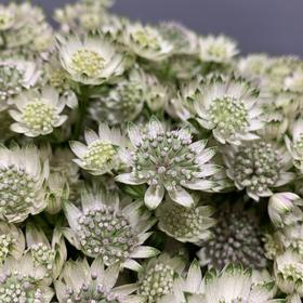 进口星芹（白色）