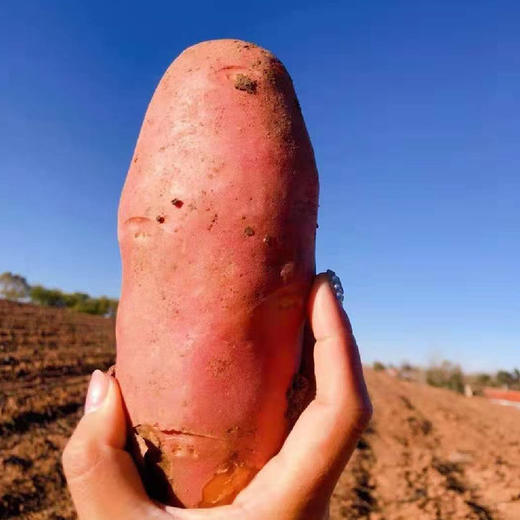 15.9元抢5斤 【产地直发】云南高原红皮土豆  青薯9号  沙面细腻 香甜软糯 人工现挖现发 商品图5