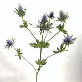 进口刺芹（超星）