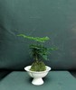 苔玉球文竹 商品缩略图0