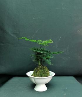 苔玉球文竹