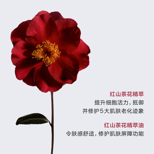 LPY   CHANEL香奈儿一号红山茶花泡沫洁颜粉清洁柔和洁面 商品图2