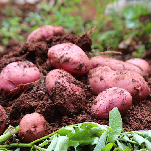 15.9元抢5斤 【产地直发】云南高原红皮土豆  青薯9号  沙面细腻 香甜软糯 人工现挖现发 商品图4