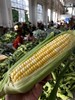 云南新鲜水果玉米 农家现摘 生吃甜嫩脆 商品缩略图5