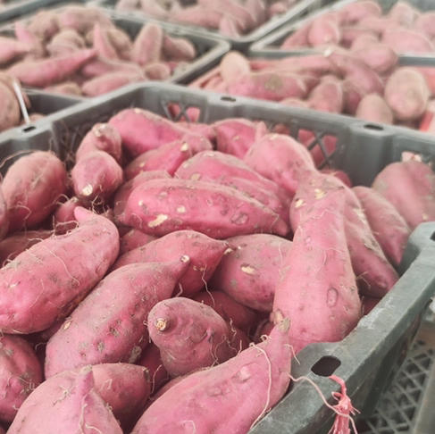 新疆板栗蜜薯地瓜58元约5斤