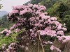 户外@【高山杜鹃·天露山】新兴天露山杜鹃1天 商品缩略图2