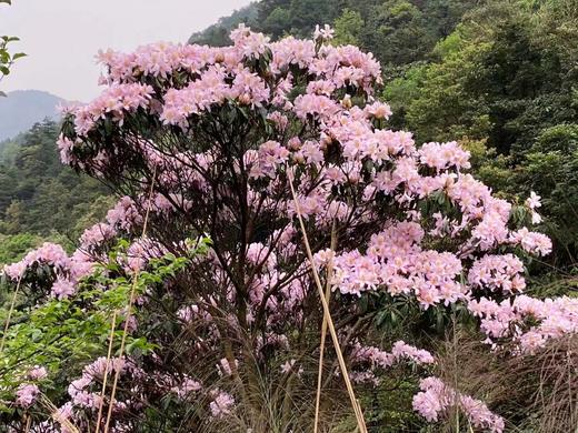 户外@【高山杜鹃·天露山】新兴天露山杜鹃1天 商品图2