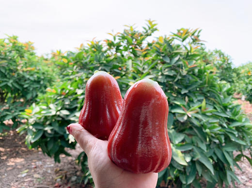 海南黑糖芭比莲雾 商品图1