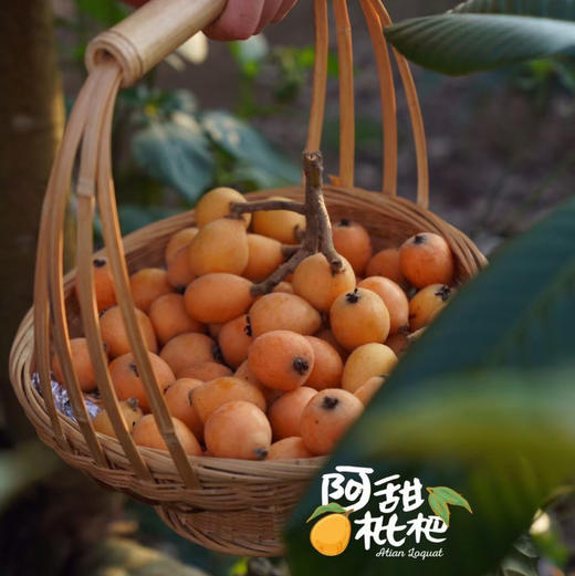 【甜枇杷】阿甜枇杷，纯甜无酸的口感，温润养肺的水果，老少皆宜！ 商品图7