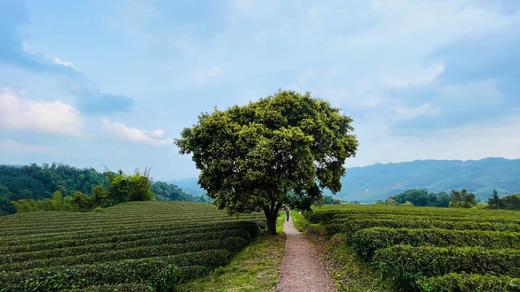 户外@【高山杜鹃·天露山】新兴天露山杜鹃1天 商品图4